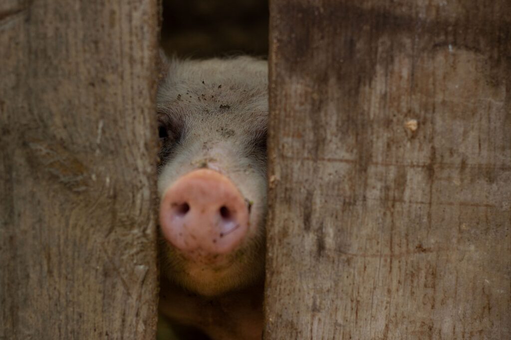 九州の年末年始に訪れたい神社巡りのおすすめスポットは？