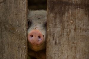 九州の年末年始に訪れたい神社巡りのおすすめスポットは？