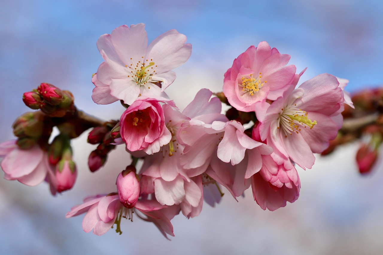 九州の桜名所としておすすめの神社仏閣は？