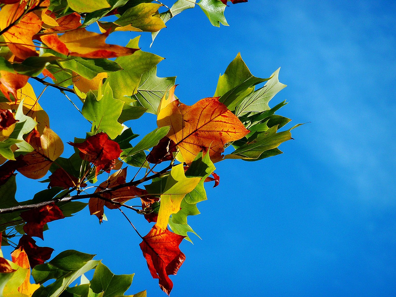 九州の紅葉が楽しめる寺社名所はどこですか？