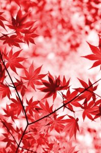 九州の紅葉が美しい寺社名所はどこですか？