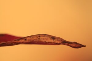 九州のパワースポットを巡るドライブのおすすめルートは？