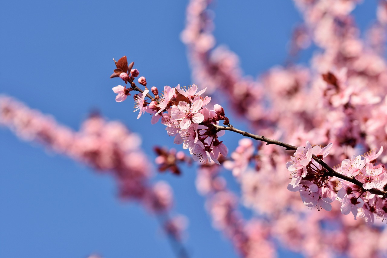 九州桜名所で訪れるべき絶景スポットは？