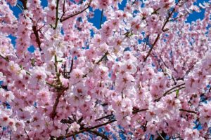 九州の桜名所で楽しむ春の絶景スポットは？