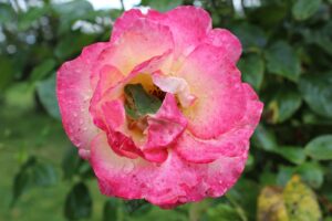 大分の隠れ家宿での特別な滞在を楽しむ方法は？