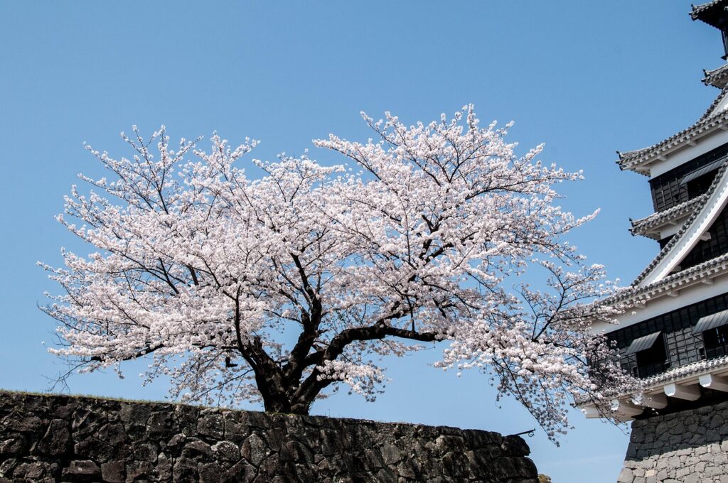 熊本の霊場で楽しむ桜の見どころは？