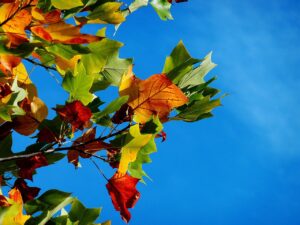 大分の九重夢大吊橋で楽しむ紅葉の時期はいつ？